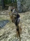 Härkäsimppu 60 g